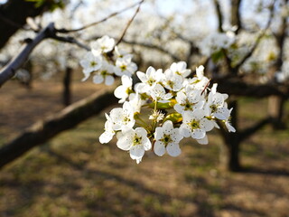 Pear flower in full bloom in spring