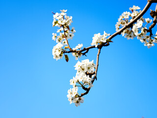Pear flower in full bloom in spring