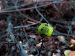 A green pear with a sad face on a branch
