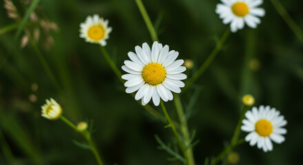 Fototapeta premium beautiful chamomile flowers 