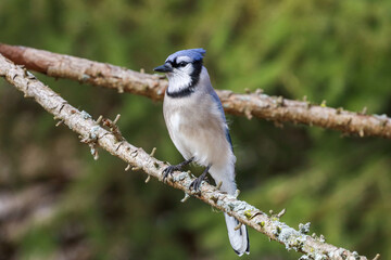 Blue jay perched on a tree branch with green background