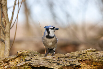 Blue jay perched on a fallen tree