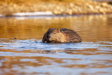 Cute American Beaver swimming in a pond in Alberta Canada © Momoe