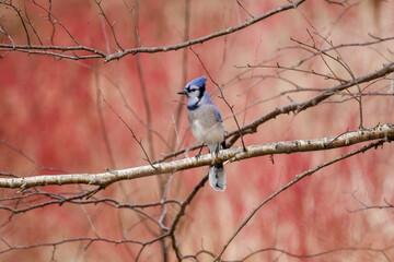Blue jay perched on a tree branch with pink background