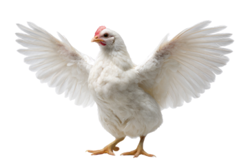 A white hen with wings outstretched against a transparent background. background removed