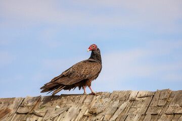 Turkey Vulture perched on an old barn in farm