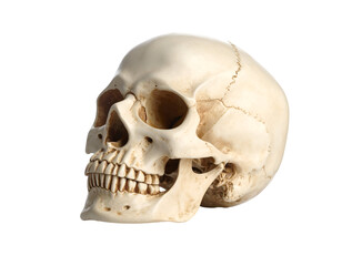Naklejka premium A detailed view of a human skull showcasing its intricate structure and natural coloration against a plain background.