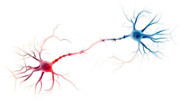 detailed illustration of a glowing red  and blue neuron with isolated on white background, png, ai generated