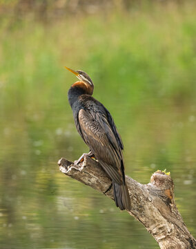 Australasian Darter bird and its beautiful plumage