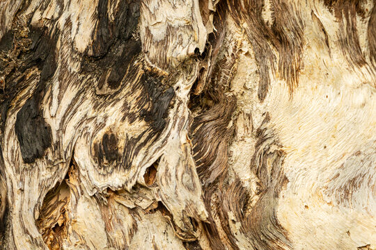 Close Up of Abstract Paper Bark Tree Texture
