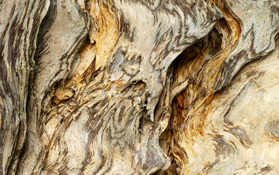 Natures tree bark abstract, paper bark tree.