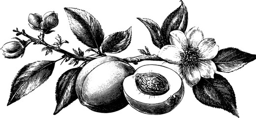 Vintage engraving of apricot half with pit and blossoms for retro design