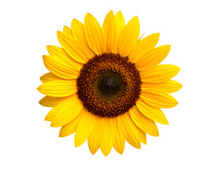 A vibrant sunflower with bright yellow petals and a rich brown center, symbolizing warmth and positivity.