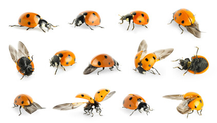 Set of small ladybug on white background