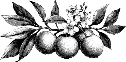 Vintage sketch of lychee fruit with leaves and flowers for design and decor