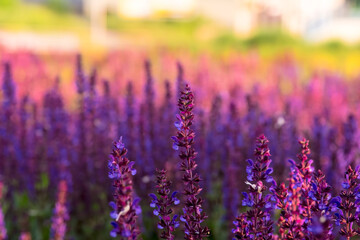 Fioletowe kwiaty (szałwia...?!) na miejskim klombu rozkwitły w wiosenne popołudnie. Fioletowe kwiaty, przypominające szałwię (Salvia spp.), obficie kwitną na miejskim klombie.