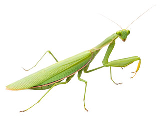 A close up of a green praying mantis isolated on a black background with its legs and antennae visible