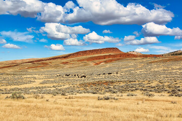 American Bison Herd on the Bison Pasture in Hot Springs State Park in Thermopolis Wyoming.