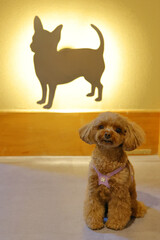 チワワのモニュメントの前でポーズをとるトイ・プードル