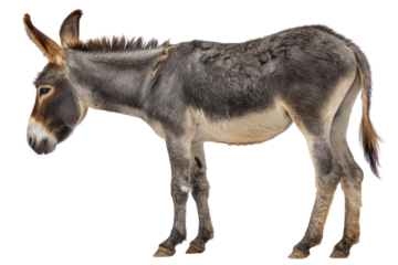 Grey donkey standing sideways, facing left, isolated on transparent background. background removed