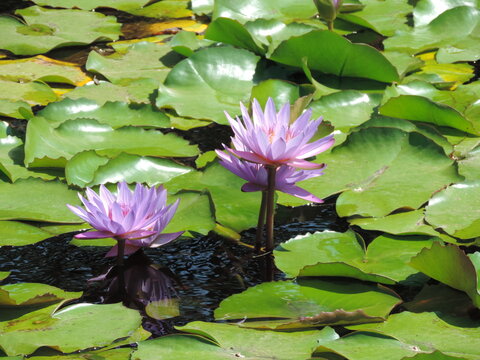Ninfeia azul tamb&eacute;m conhecida como l&iacute;rio d'&aacute;gua uma planta aqu&aacute;tica, com folhas flutuantes e ra&iacute;zes submersas. as flores s&atilde;o geralmente azul ou lil&aacute;s.