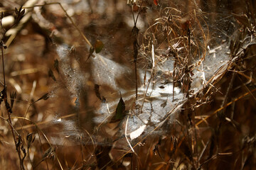 Intricate spider web glistening in sunlight, surrounded by dry grass and twigs, showcasing nature's...