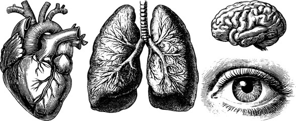 Vintage anatomical sketches of human heart, brain, lungs, and eye for educational posters
