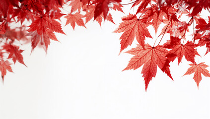 クリーンな白地に鮮やかな赤のもみじを均整よく配したエレガントな枠構成でポスターやバナーのコピーを美しく引き立てる秋素材.生成AI