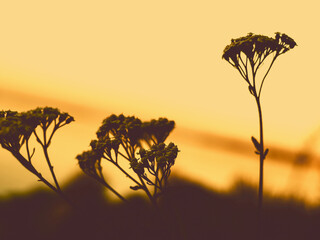 Silhouette of wildflowers against a golden sunset sky. The image captures the silhouettes of wildflowers and grasses, set against a warm, golden-hued sunset sky, creating a serene and natural scene.