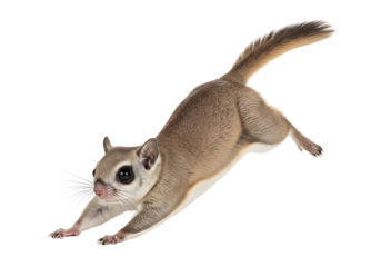 A fluffy, light brown sugar glider leaps gracefully against a pure black background.