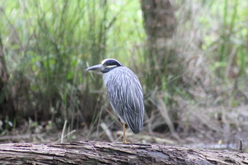 Yellow crowned night heron