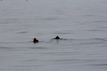 Puffins