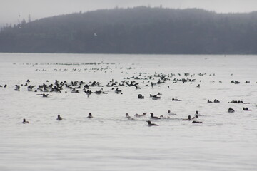Crowd of birds