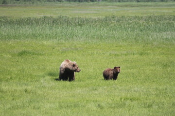 Fototapeta premium Bears