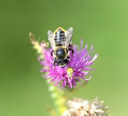 bee on a flower