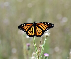 butterfly on a flower