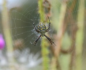 spider on the web