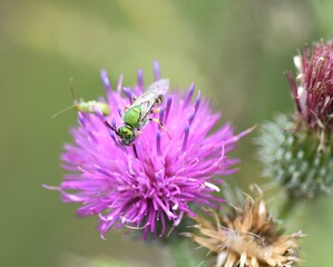 bee on thistle