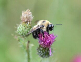 bee on pink flower