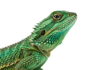 A close up of a green water dragon with a black background and detailed scales and spiky neck frill