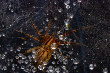 spider on a web