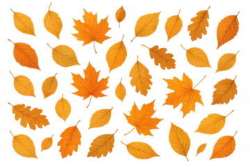 Autumn leaves falling, scattered maple and oak leaves with transparent background, seasonal autumn foliage design