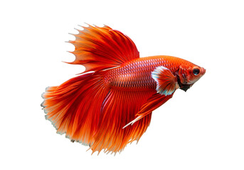 Fototapeta premium A vibrant red betta fish showcases its elaborate, flowing fins against a stark black background.