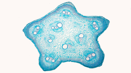 Cross-section of Loofah (Luffa sp.) stem under microscope. Cross-section of a dicot stem