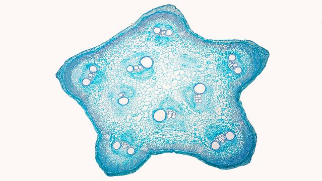 Cross-section of Loofah (Luffa sp.) stem under microscope. Cross-section of a dicot stem