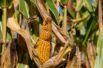 Corn ear malformation with abnormal kernel set. Harvest yield loss, crop disease and damage concept.