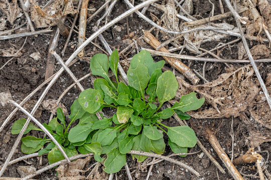 Field pennycress weed growing in soybean field after harvest. Winter annual weed control, herbicide application, and agriculture concept.