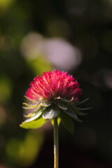 赤いセンニチコウ