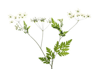 Dried flowers on white background, top view