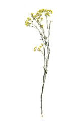 Dried flowers on white background, top view